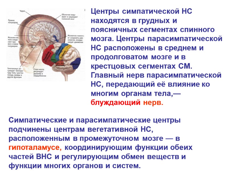 Центры симпатической НС находятся в грудных и поясничных сегментах спинного мозга. Центры парасимпатической НС Центры симпатической НС находятся в грудных и поясничных сегментах спинного мозга. Центры парасимпатической НС